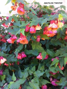 Abutilon 'Twister' - blossoms